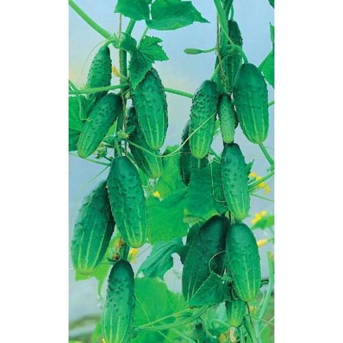 Теплица Огурец Молодец Купить На Озон