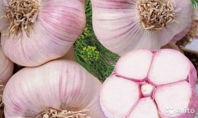 Чеснок сорт сибирский гигант. Стрелкующиеся сорта чеснока. Сорт гулливер чеснок. Сорт чеснока алькор. Чеснок дачный.