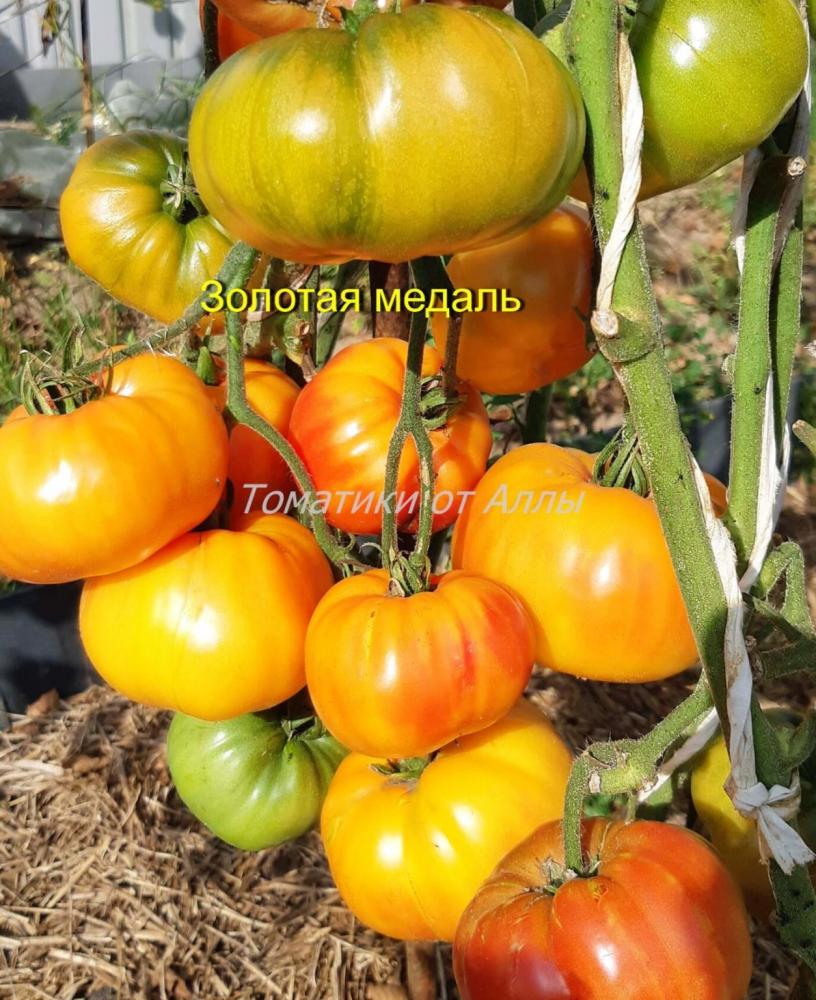 Перец острый Серрано Тампекино (Serrano Tampequino)