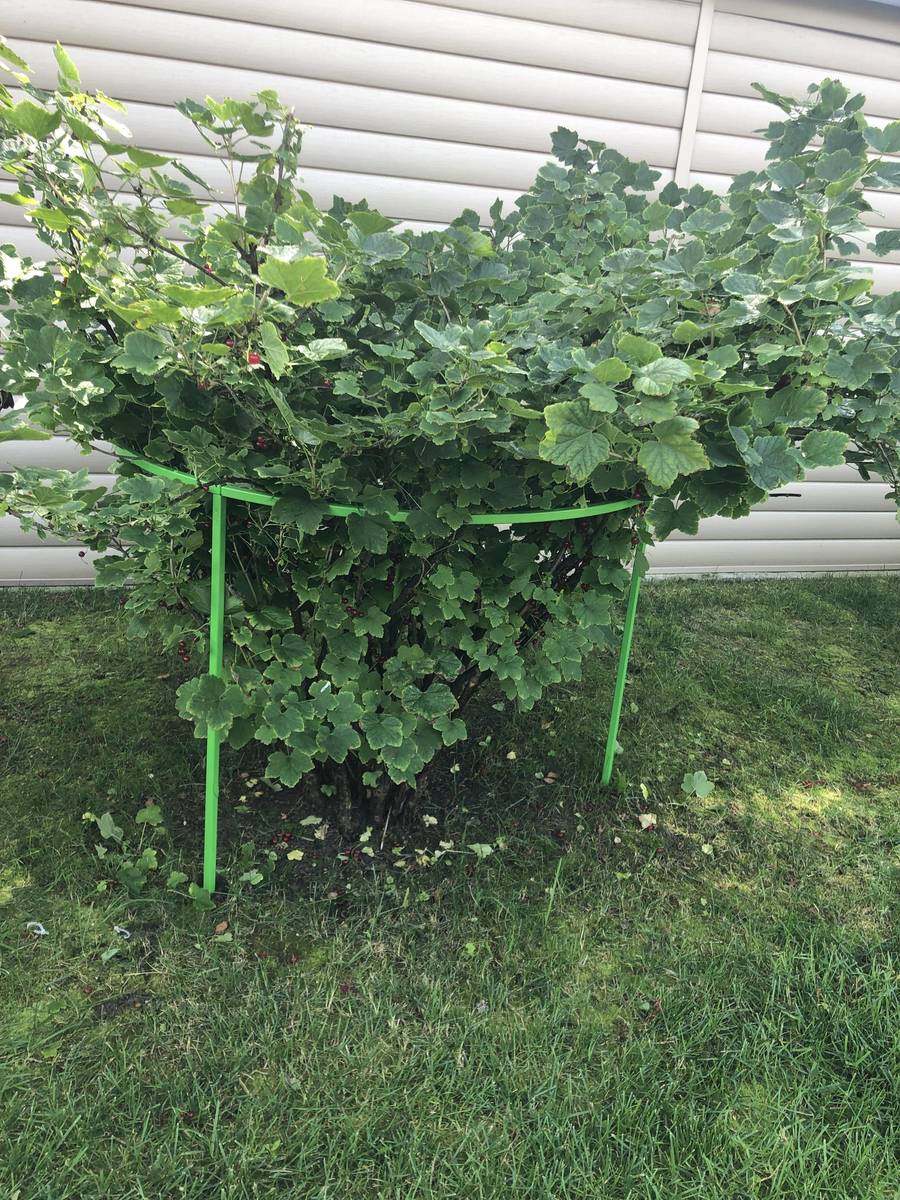 Шпалерная подвязка крыжовника. Кустодержатель кеккила. Под кусты смородины. Подвязка кусты смородины крыжовника. Ограждение для смородины.