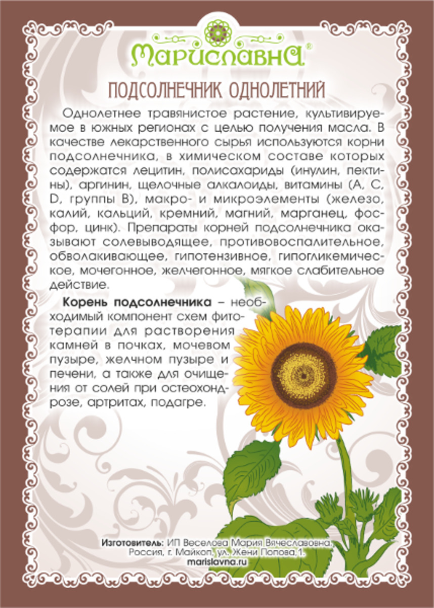 Лекарства из подсолнуха. Чай с лепестками подсолнечника. Лекарственные препараты из корня подсолнечника. Как заваривать подсолнух. Корень подсолнуха.