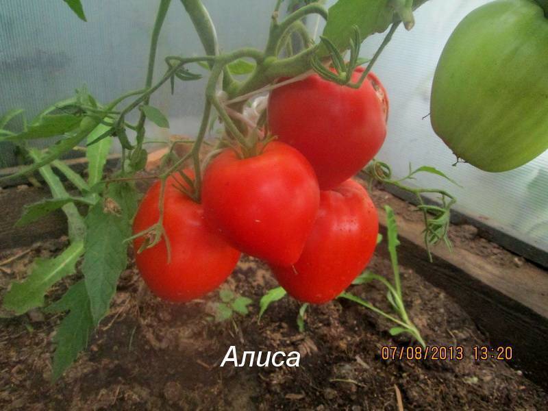 Солнечный март - Алиса