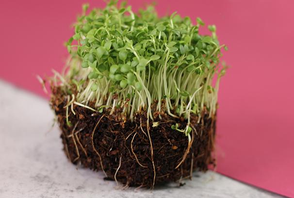 Субстрат для микрозелени. Субстрат для микрозелени. Микрозелень на кокосовом субстрате. Микрозелень агровата. Руккола микрозелень семена.