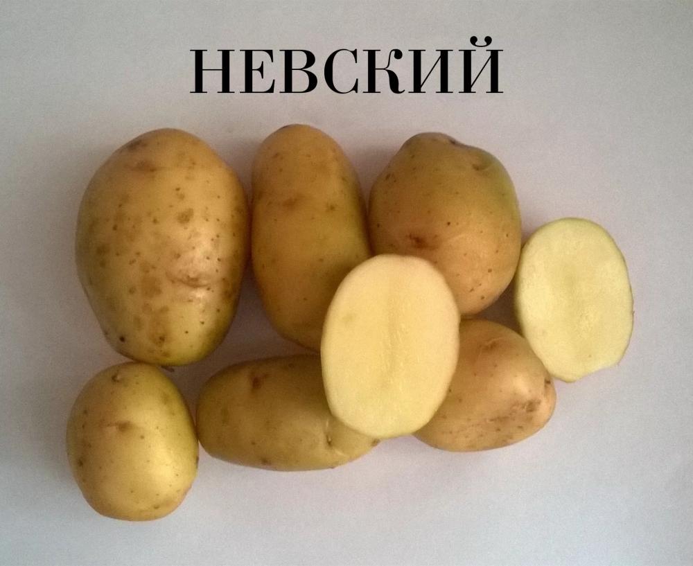 Невский Картофель Характеристика Фото