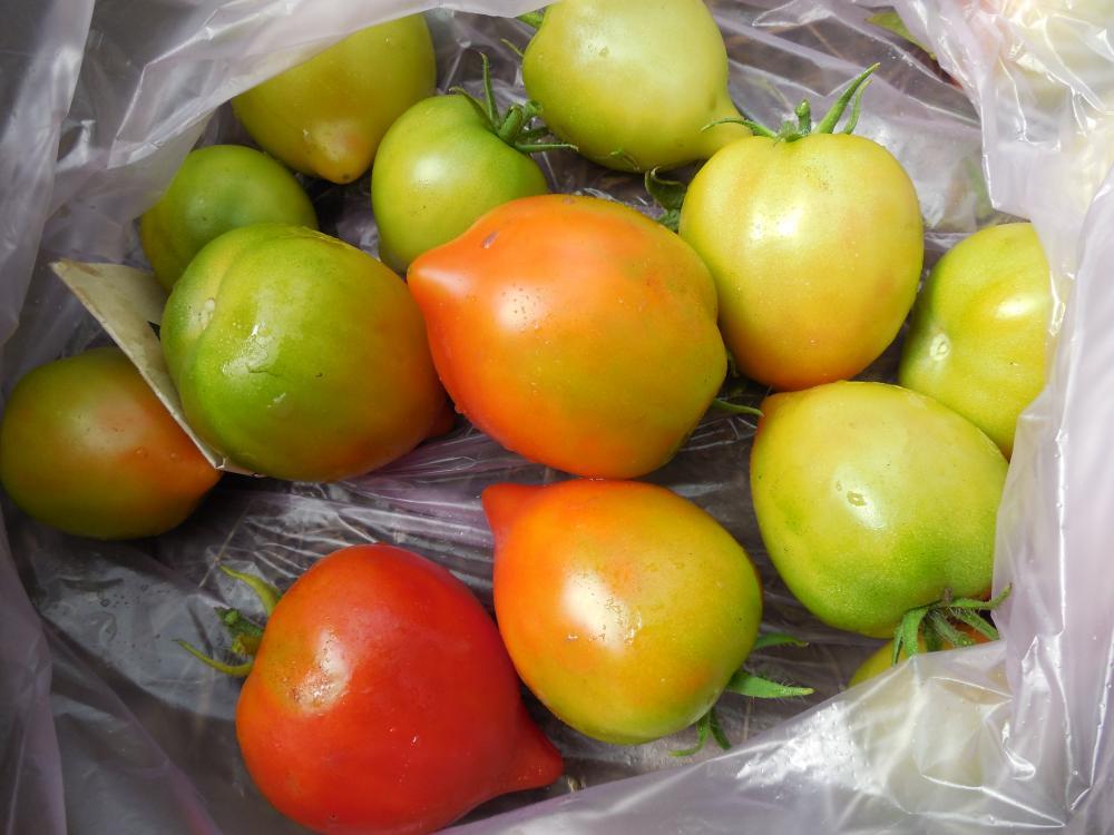 гибрид тарасенко 2. томат гибрид тарасенко юбилейный. гибрид тарасенко 2. помидоры смесь сортов из испании. томат гибрид тарасенко юбилейный.