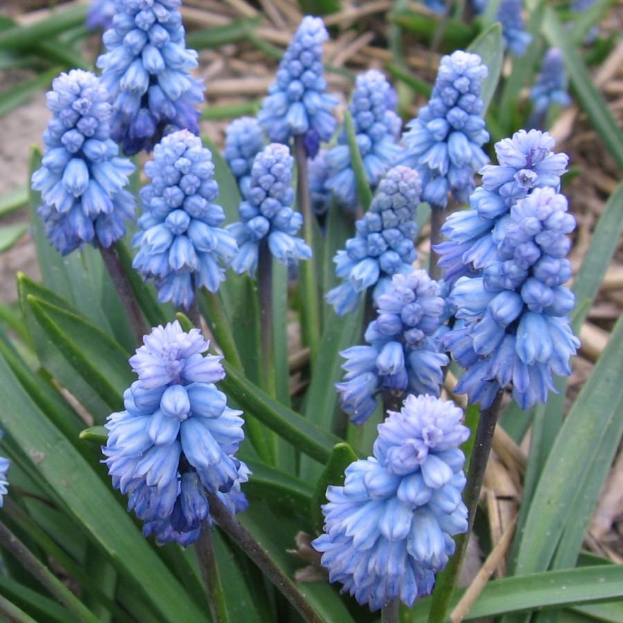 Мускари биг смайл. Мускари армянский биг смайл. Армянский биг смайл. Мускари big smile. Мускари парадоксум.