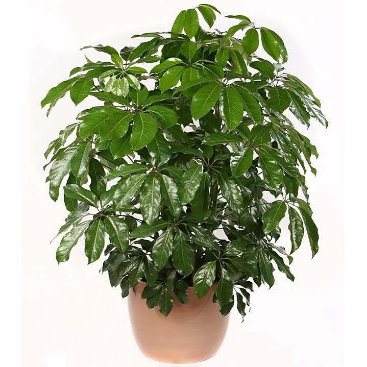 шеффлера крупнолистовая. шеффлера лучистая. шеффлера лучелистная. шеффлера восьмилистная. шеффлера фатсия.