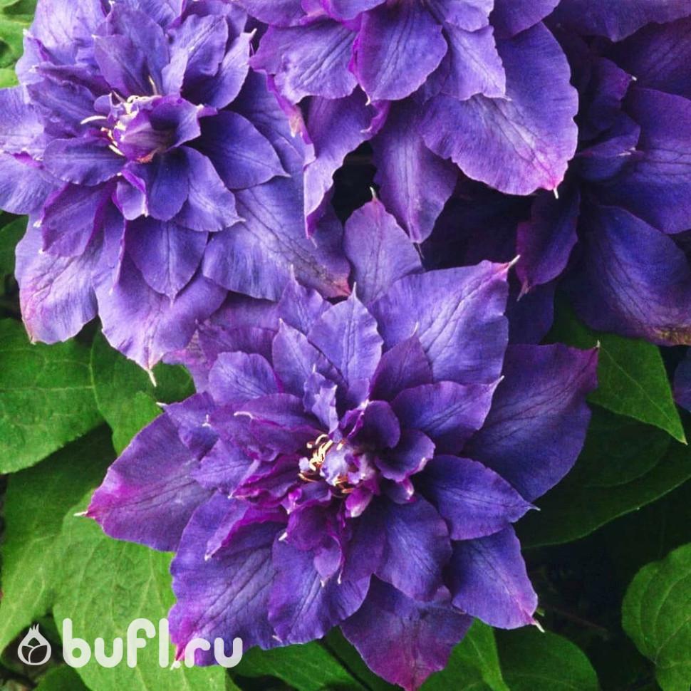 клематис vyvyan pennell. клематис вивиан пеннел. клематис вивьен пеннел. клематис vyvyan pennell. клематис вивьен пеннел.